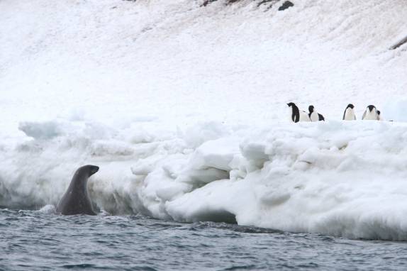 Uma foca tenta localizar pinguins na região de Brown Bluff, na Antártida
